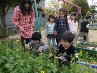 平成24年度 菜の花摘み(4/10)