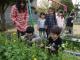 平成２４年度 菜の花摘み（4/10）