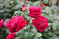 親子親睦デーin花菜ガーデンUPしました！！